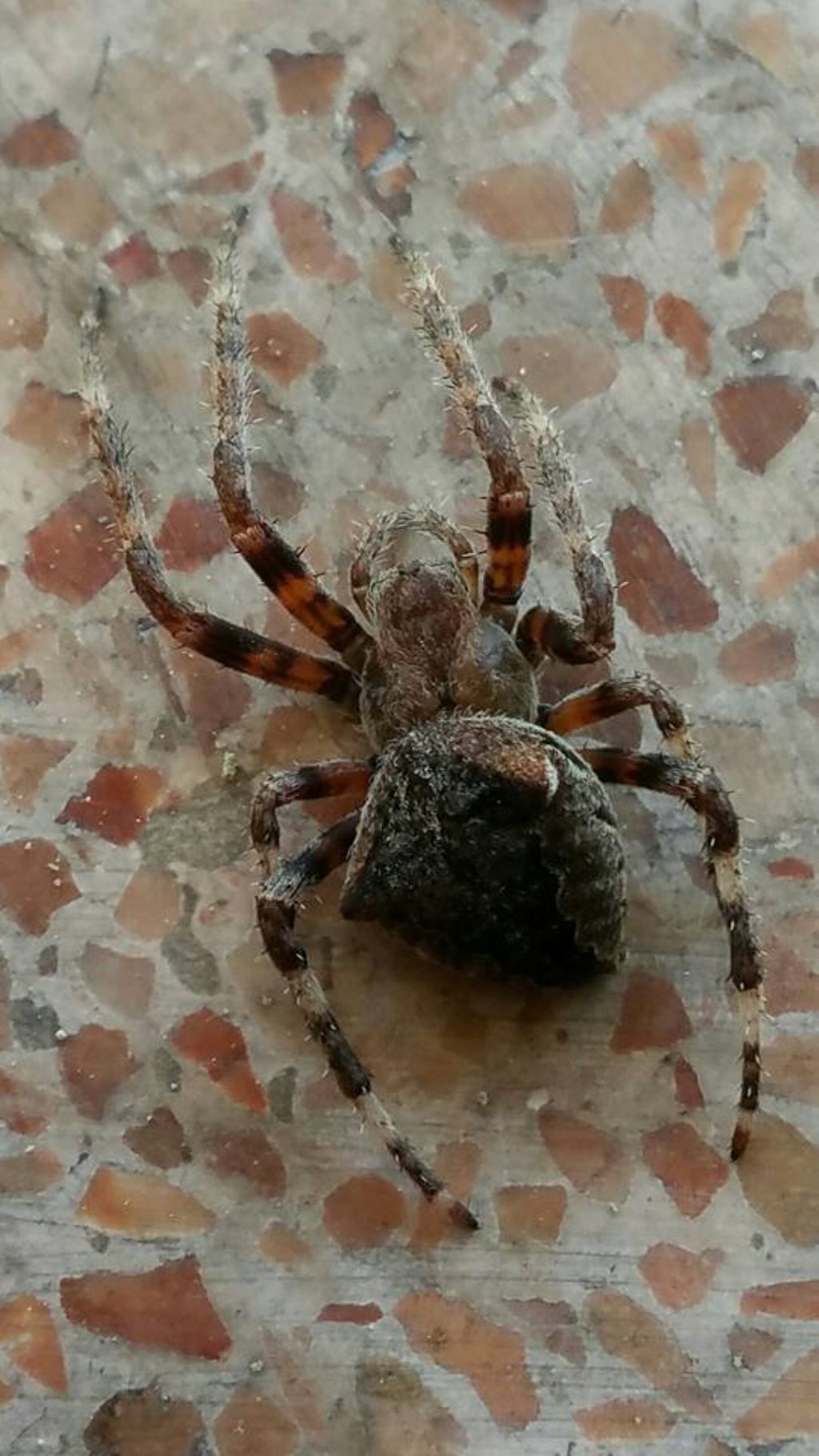 Araneus angulatus - Scalea (CS)