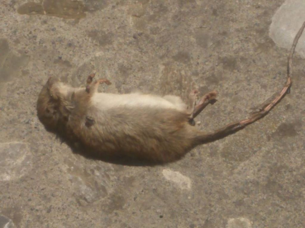 Roditore, quale specie? Rattus rattus