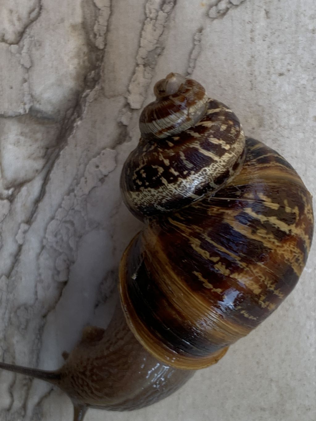 Cornu aspersum con avvolgimento anomalo delle spire