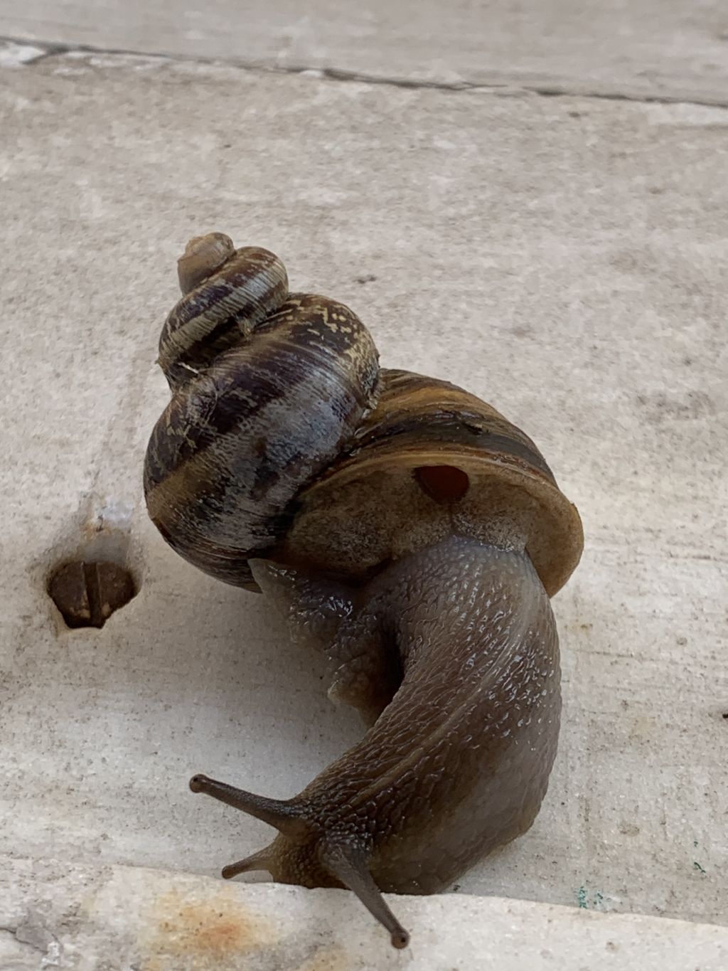 Cornu aspersum con avvolgimento anomalo delle spire