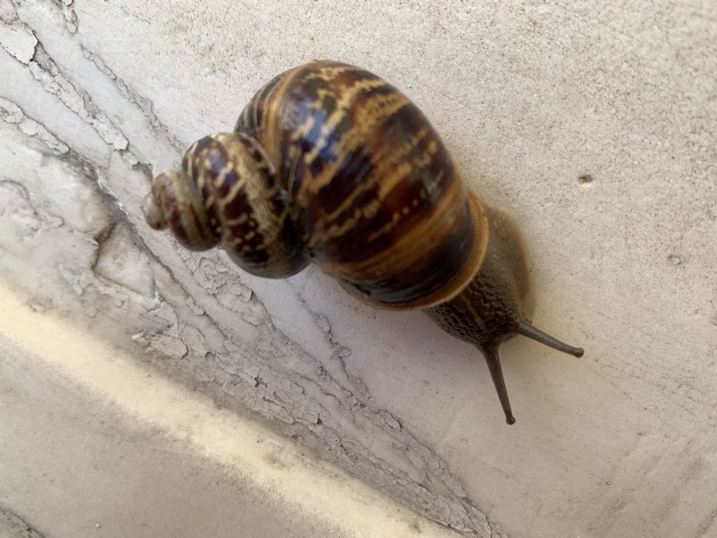 Cornu aspersum con avvolgimento anomalo delle spire