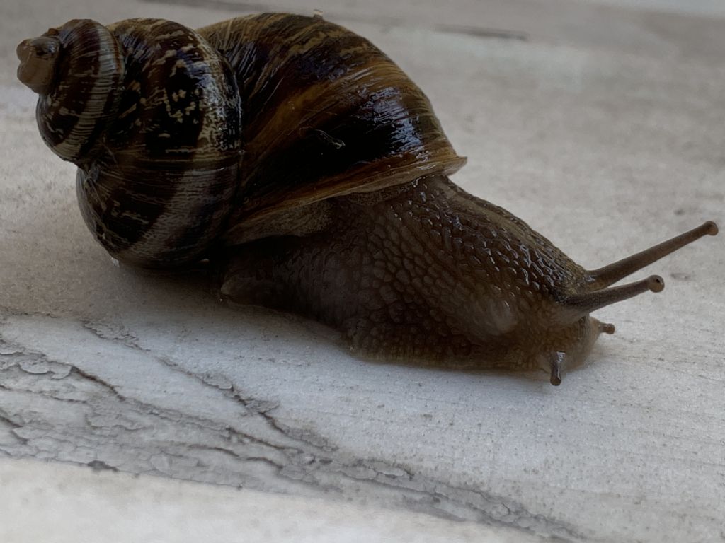 Cornu aspersum con avvolgimento anomalo delle spire