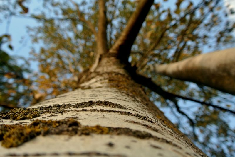 Un albero Dodici alberi