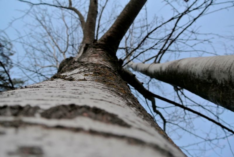 Un albero Dodici alberi