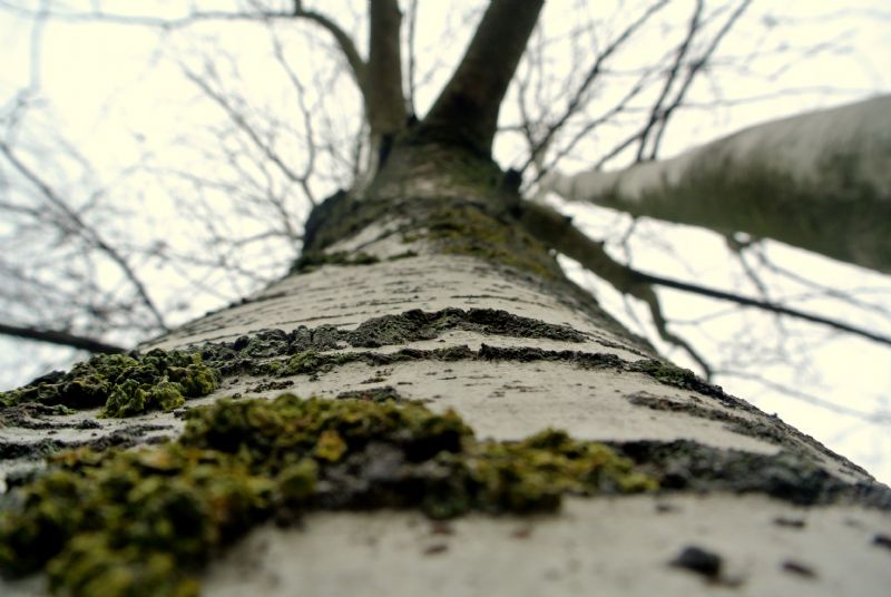 Un albero Dodici alberi