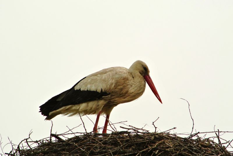 Obiettivo 100 specie in un giorno