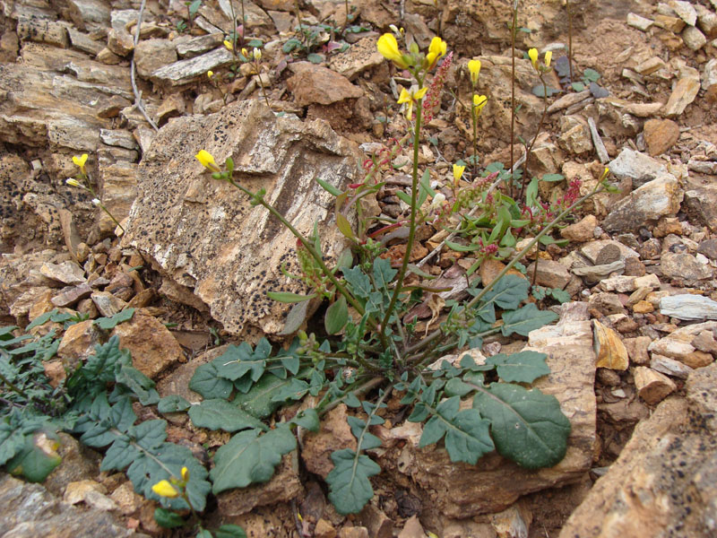 Coincya monensis / Senape violaciocca