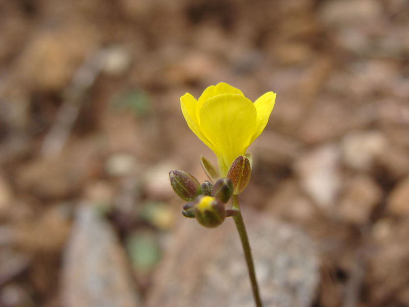 Coincya monensis / Senape violaciocca