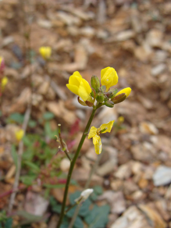 Coincya monensis / Senape violaciocca