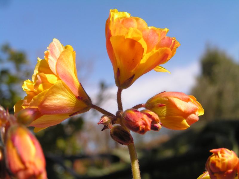 Oxalis pes-caprae a fiore doppio  (var pleniflora)