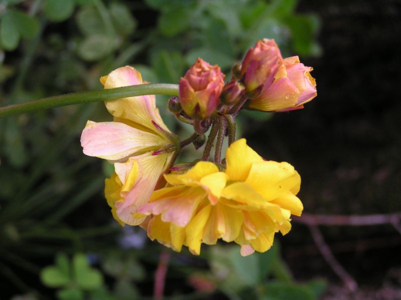 Oxalis pes-caprae a fiore doppio  (var pleniflora)