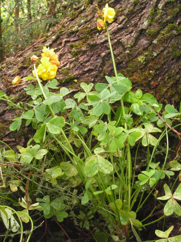 Oxalis pes-caprae a fiore doppio  (var pleniflora)