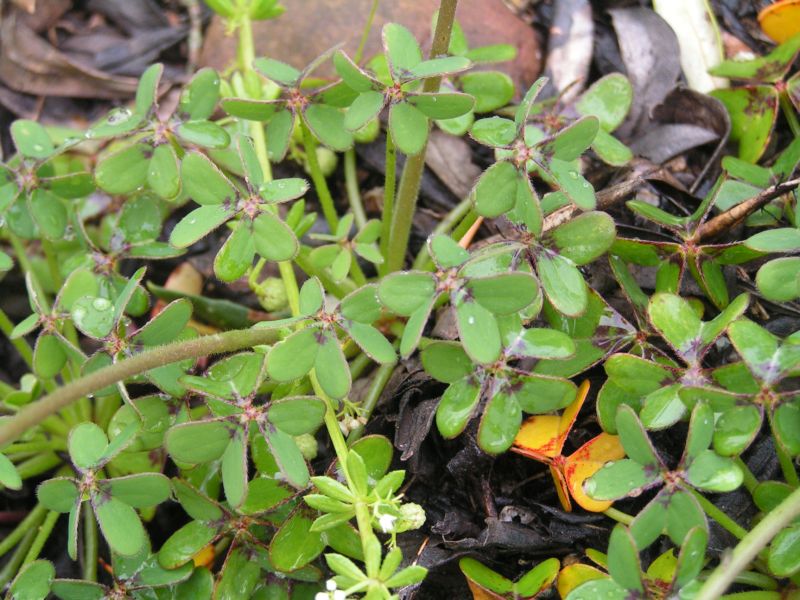 Oxalis pes-caprae a fiore doppio  (var pleniflora)