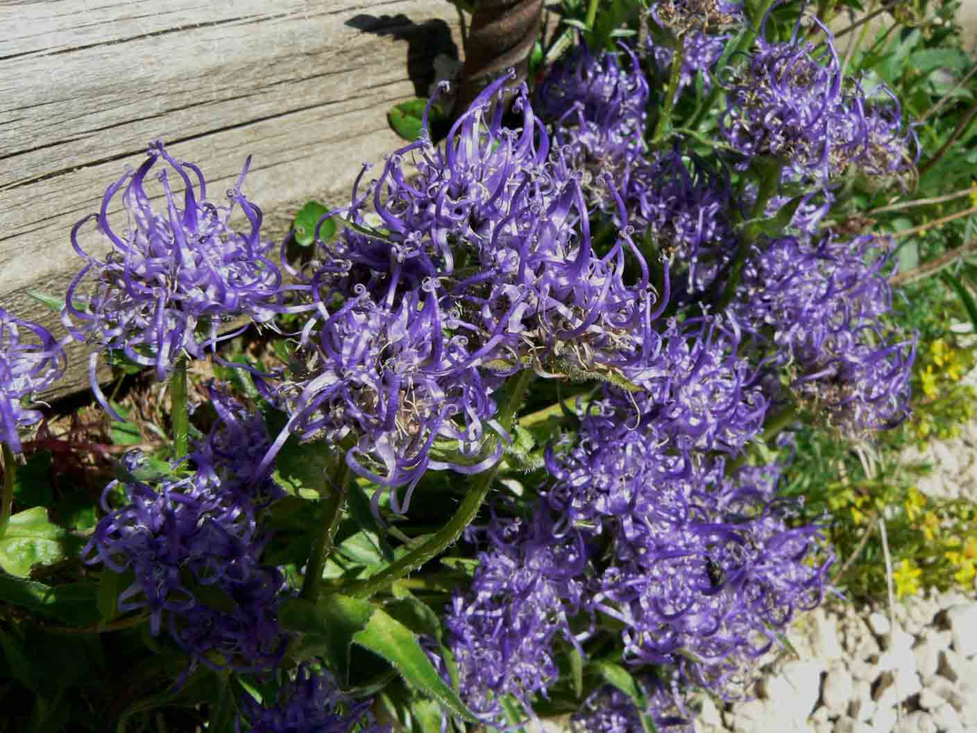 Phyteuma sieberi / Raponzolo di Sieber