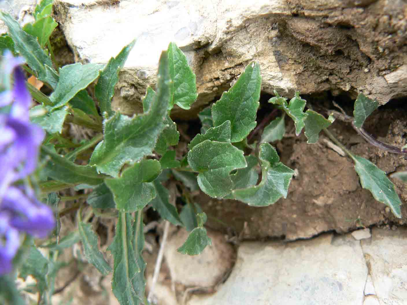 Phyteuma sieberi / Raponzolo di Sieber