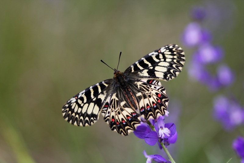 Zerynthia polyxena