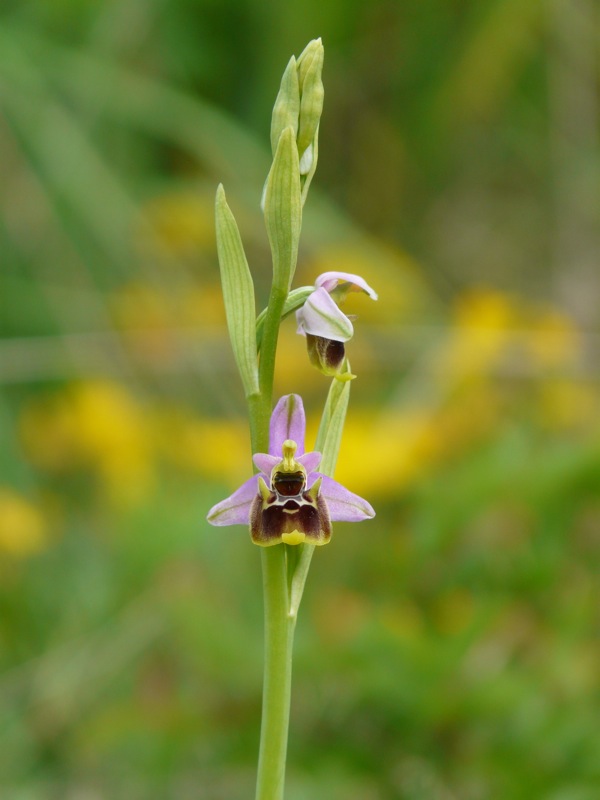 Ophrys holosericea subsp. holosericea (Burm.f.) Greutern -