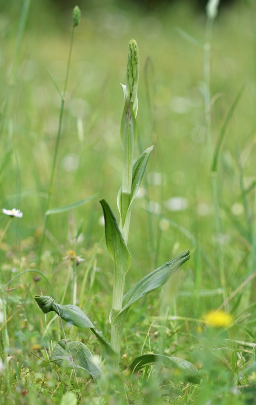 Orchidee a Cervia (RA)