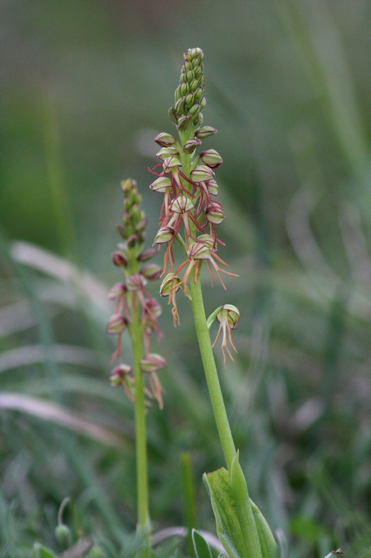 Orchidee a Premantura