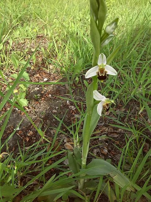 apifera metalmeccanica