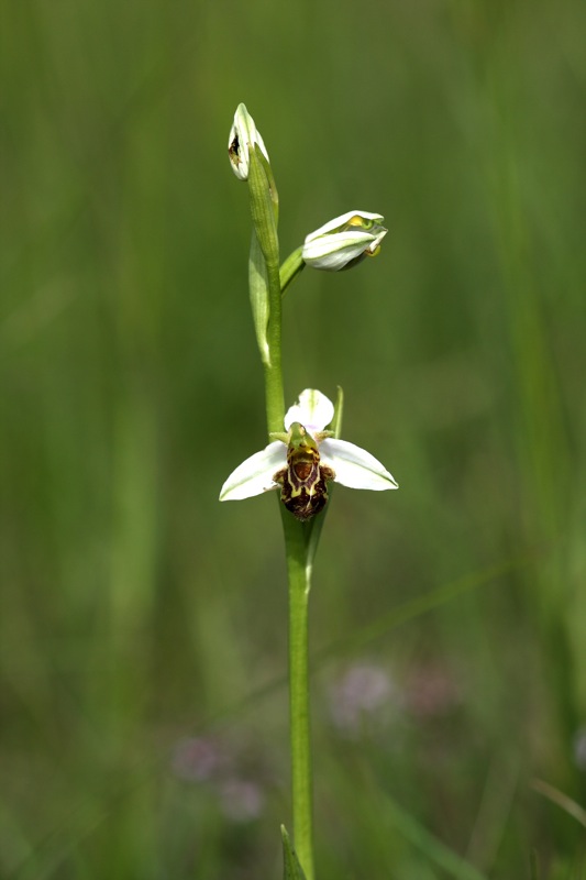 Ophrys apifera muggesana