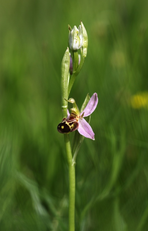 Ophrys apifera muggesana