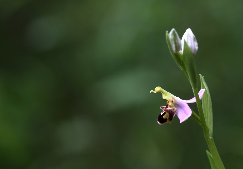 Orchidee a Cervia (RA)