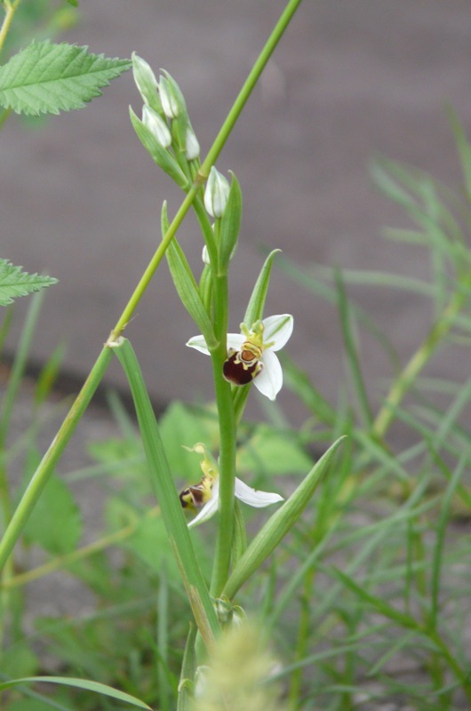 apifera metalmeccanica