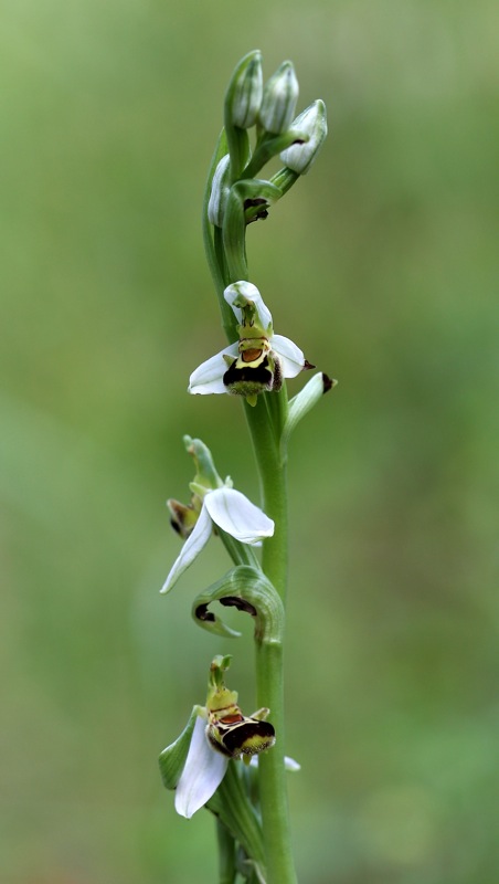 Orchidee a Cervia (RA)