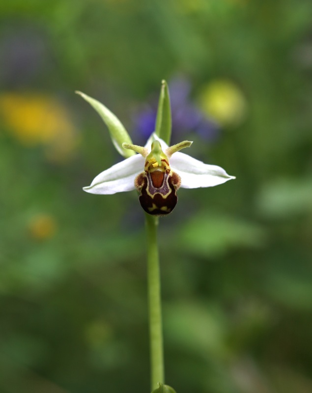 Ophrys apifera var. aurita?