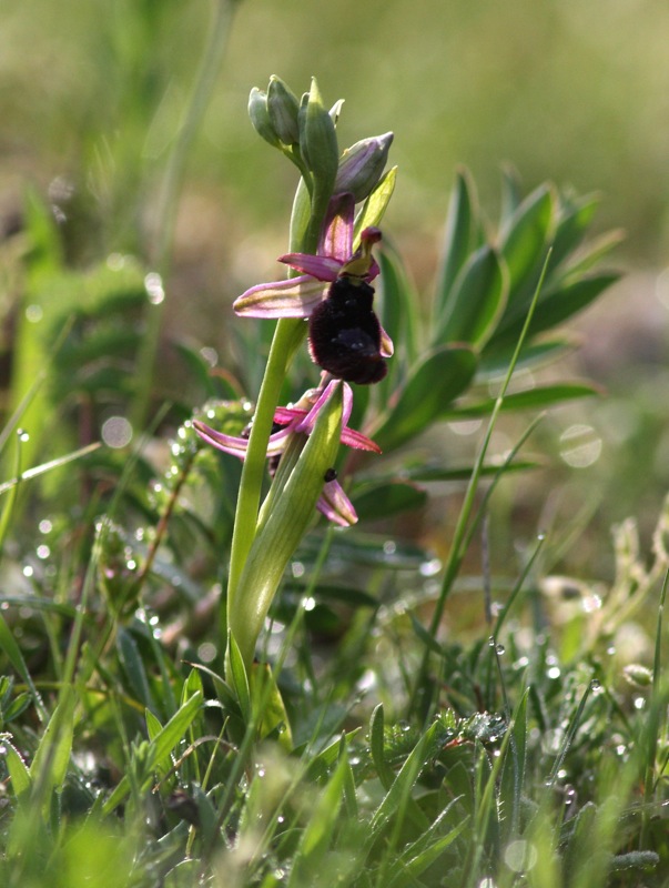 Orchidee a Premantura