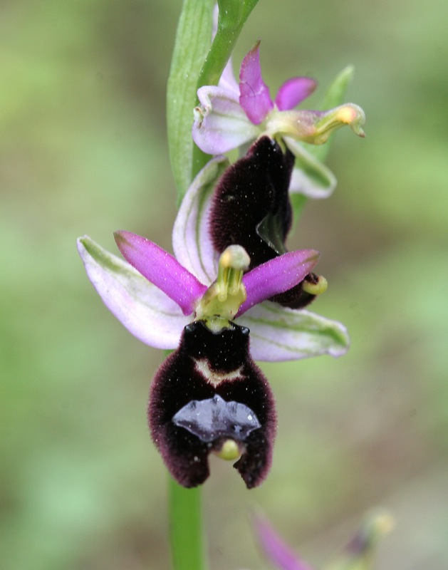 Orchidee a Cervia (RA)