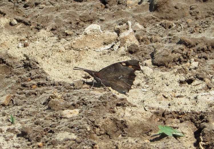 Heteropterus morpheus triestina et al.