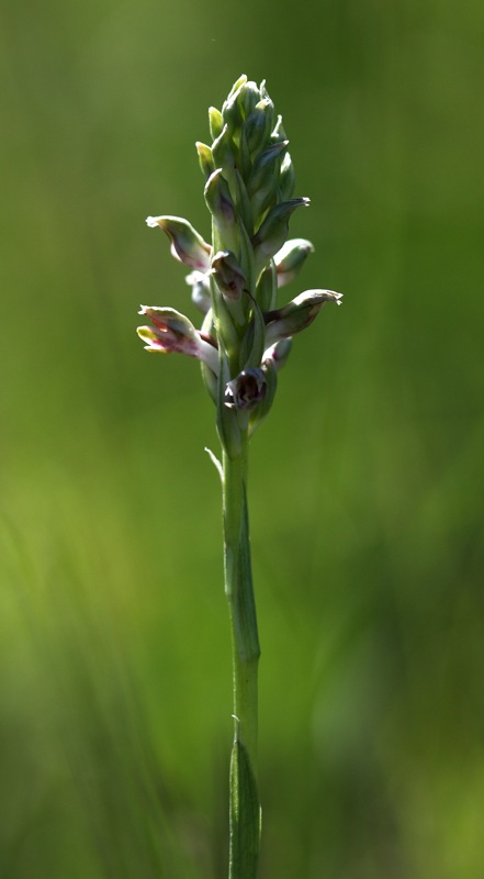 Ophrys holosericea subsp. holosericea (Burm.f.) Greutern -