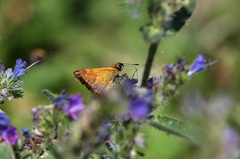 Ochlodes sylvanus