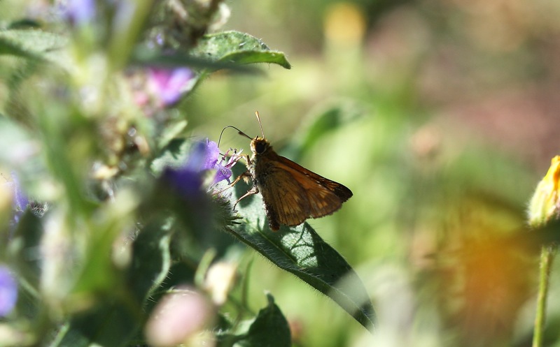 Ochlodes sylvanus