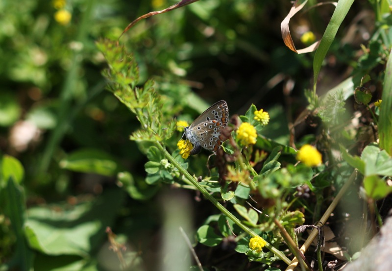 Polyommatus sp.