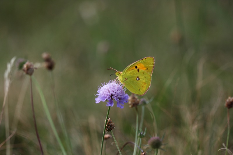 Colias crocea