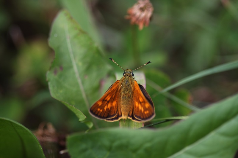 Ochlodes sylvanus