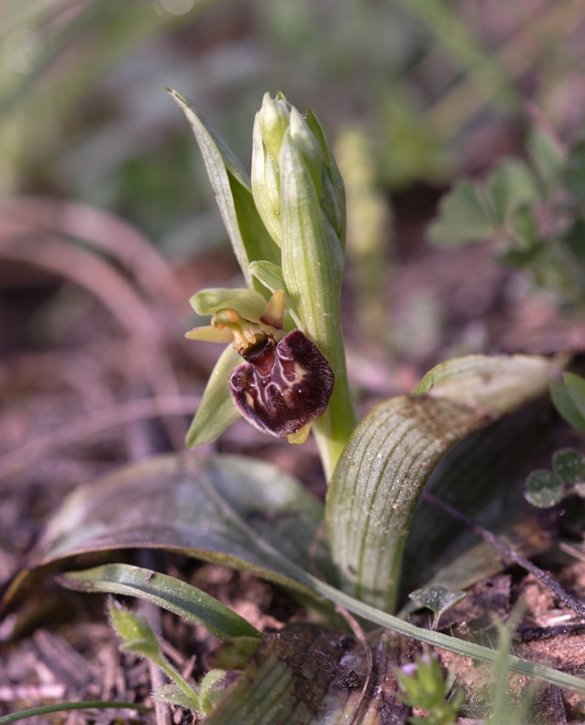 Orchidee a Premantura