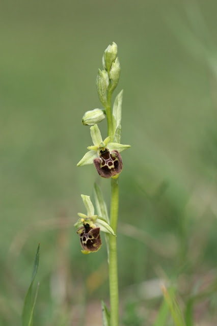 Ophrys holosericea subsp. holosericea (Burm.f.) Greutern -