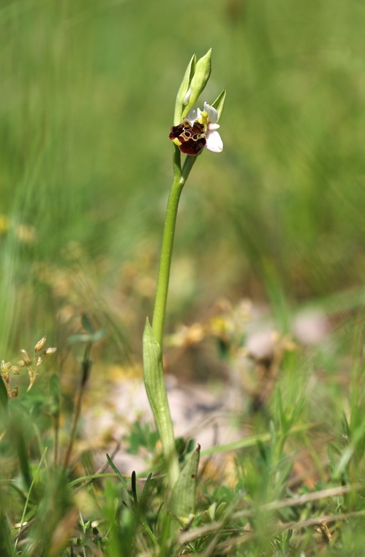 Orchidee a Cervia (RA)