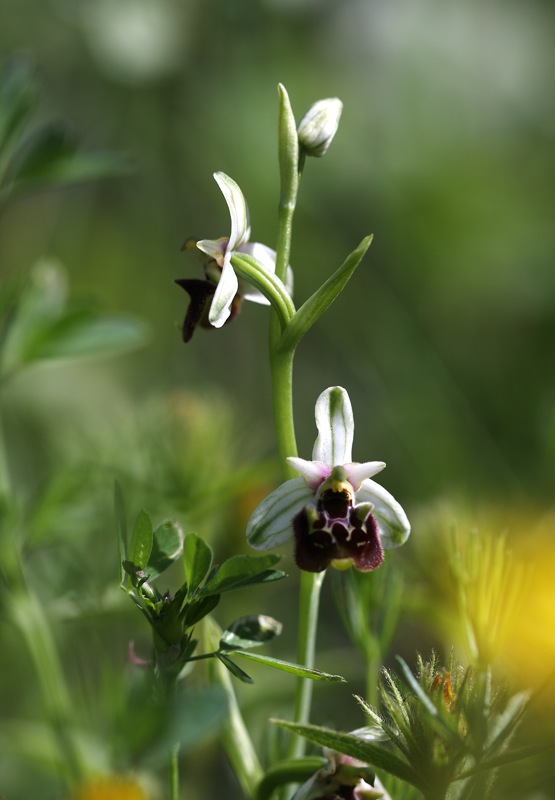 Ophrys holosericea subsp. holosericea (Burm.f.) Greutern -