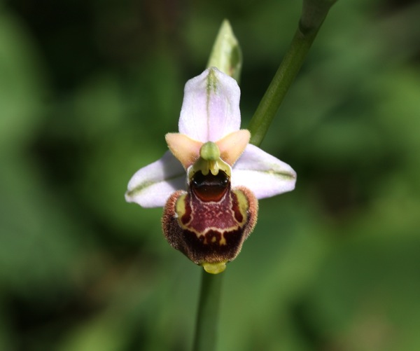 Serapias vomeracea