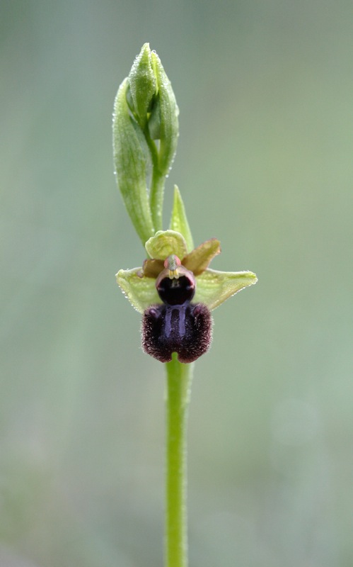 Orchidee a Premantura