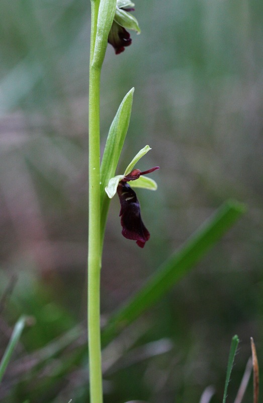 Ophrys insectifera L