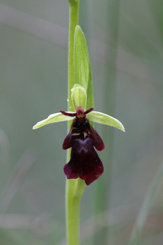 Ophrys insectifera L