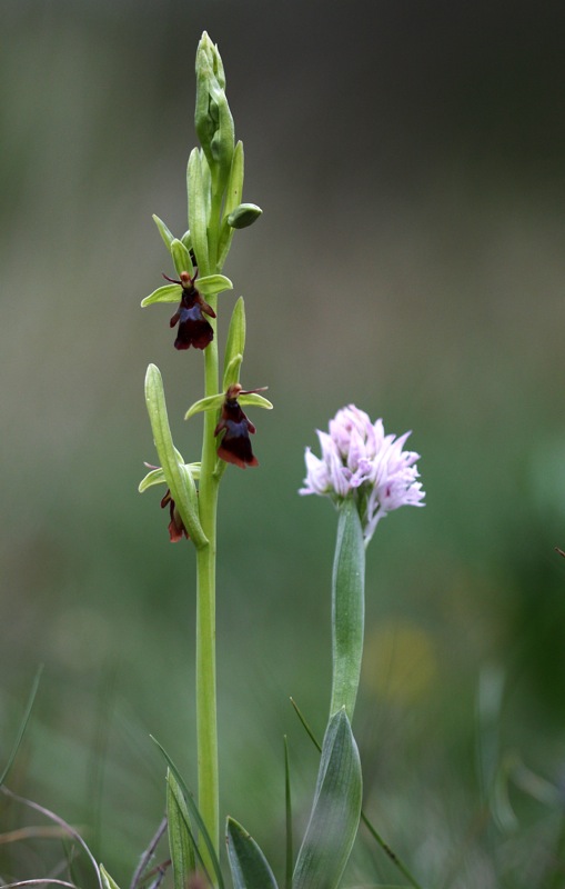 Ophrys insectifera L