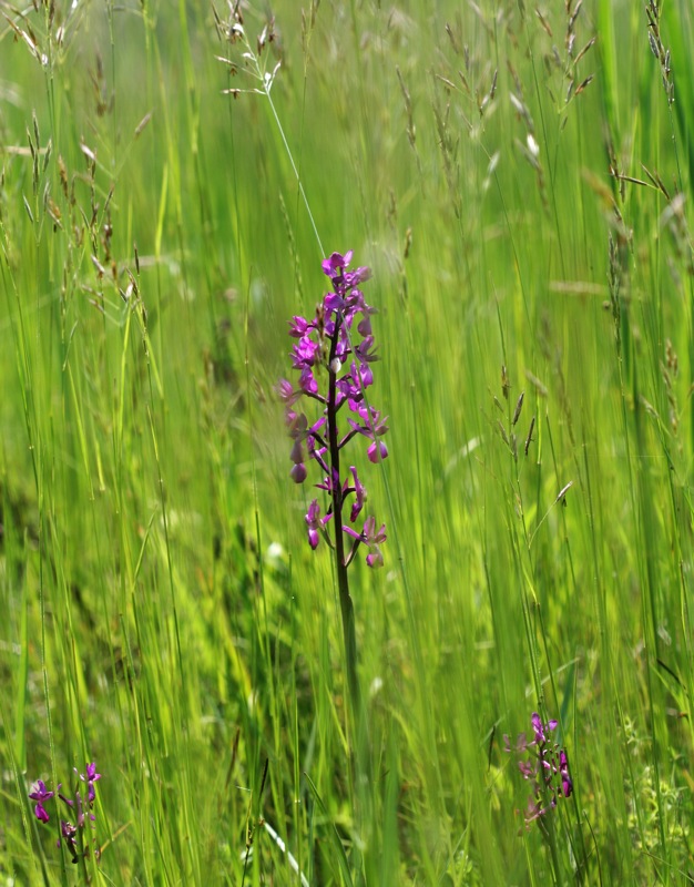 Orchidee a Cervia (RA)