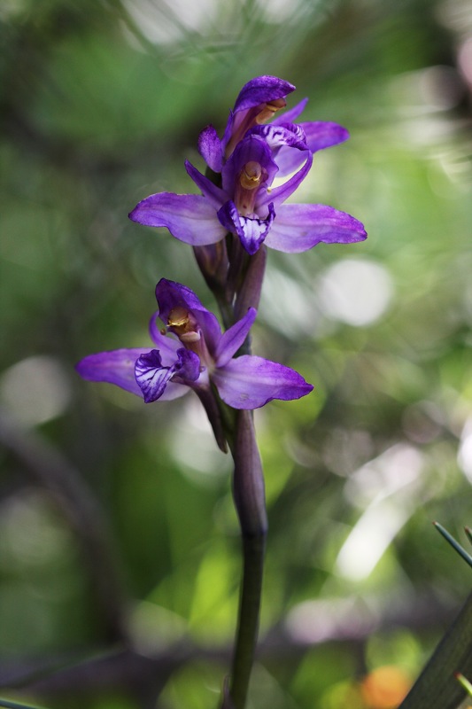 Ophrys apifera muggesana